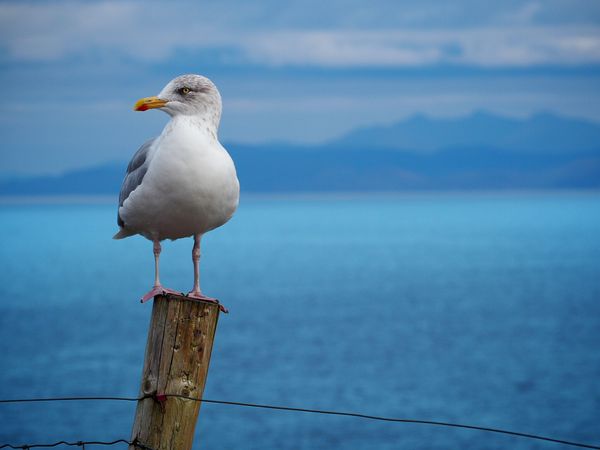 Where Do Seagulls Sleep? (All Interesting Facts You Need to Know)